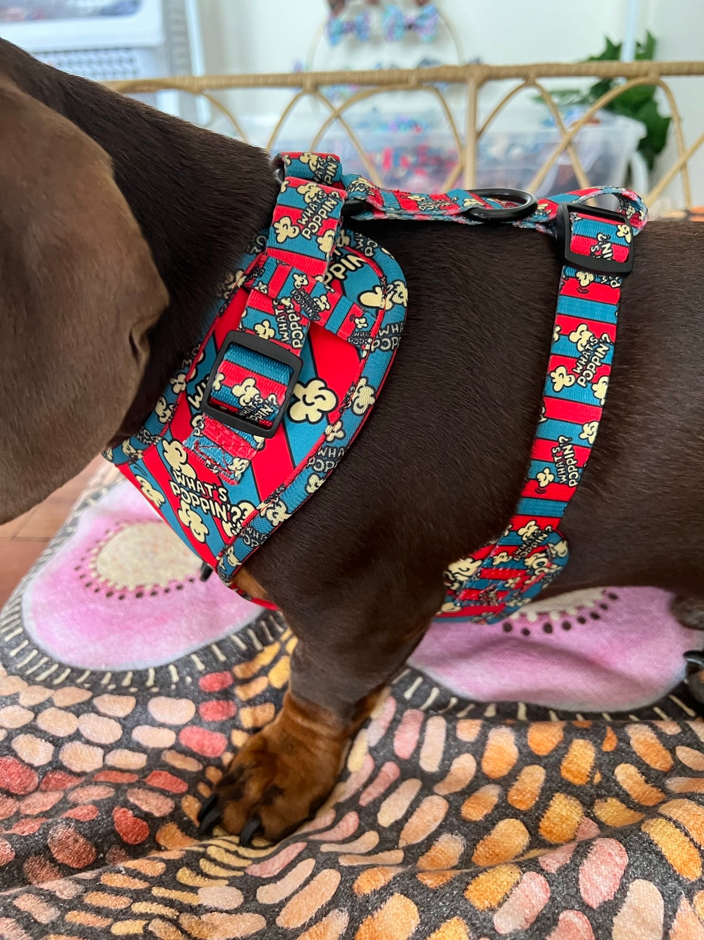 What's Poppin? Adjustable Dog Harness