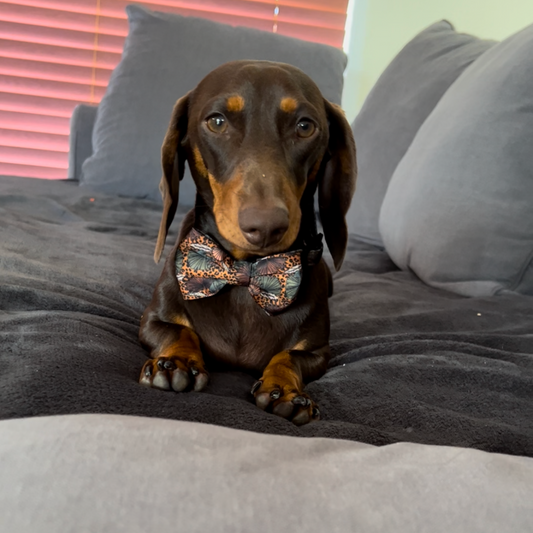 Jungle Fever Dog Bow tie