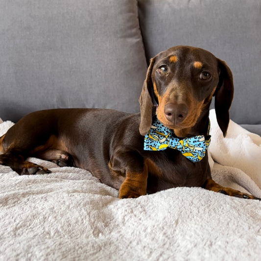 Banan-o-rama Dog Bow tie