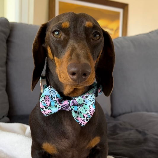 Neon Jungle Dog Bow tie