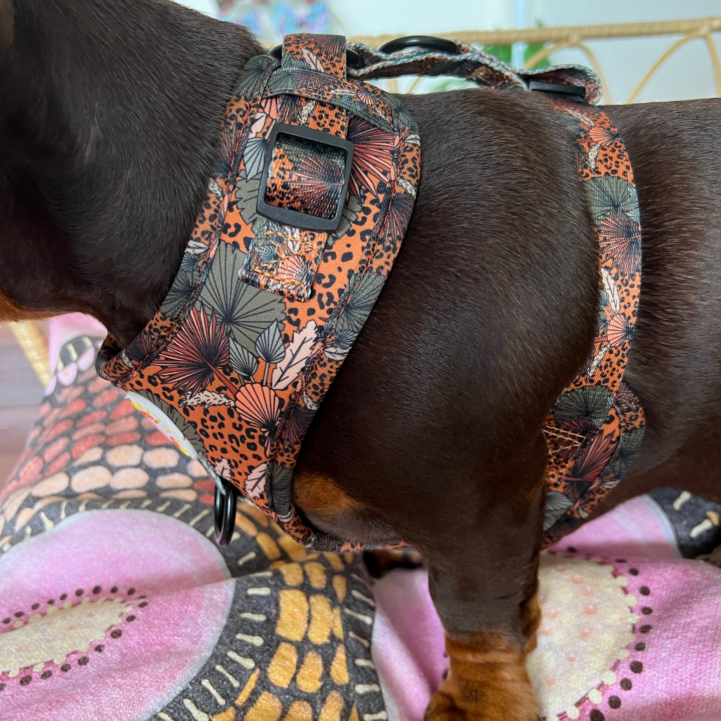 Jungle Fever 3 pce Harness Bundle