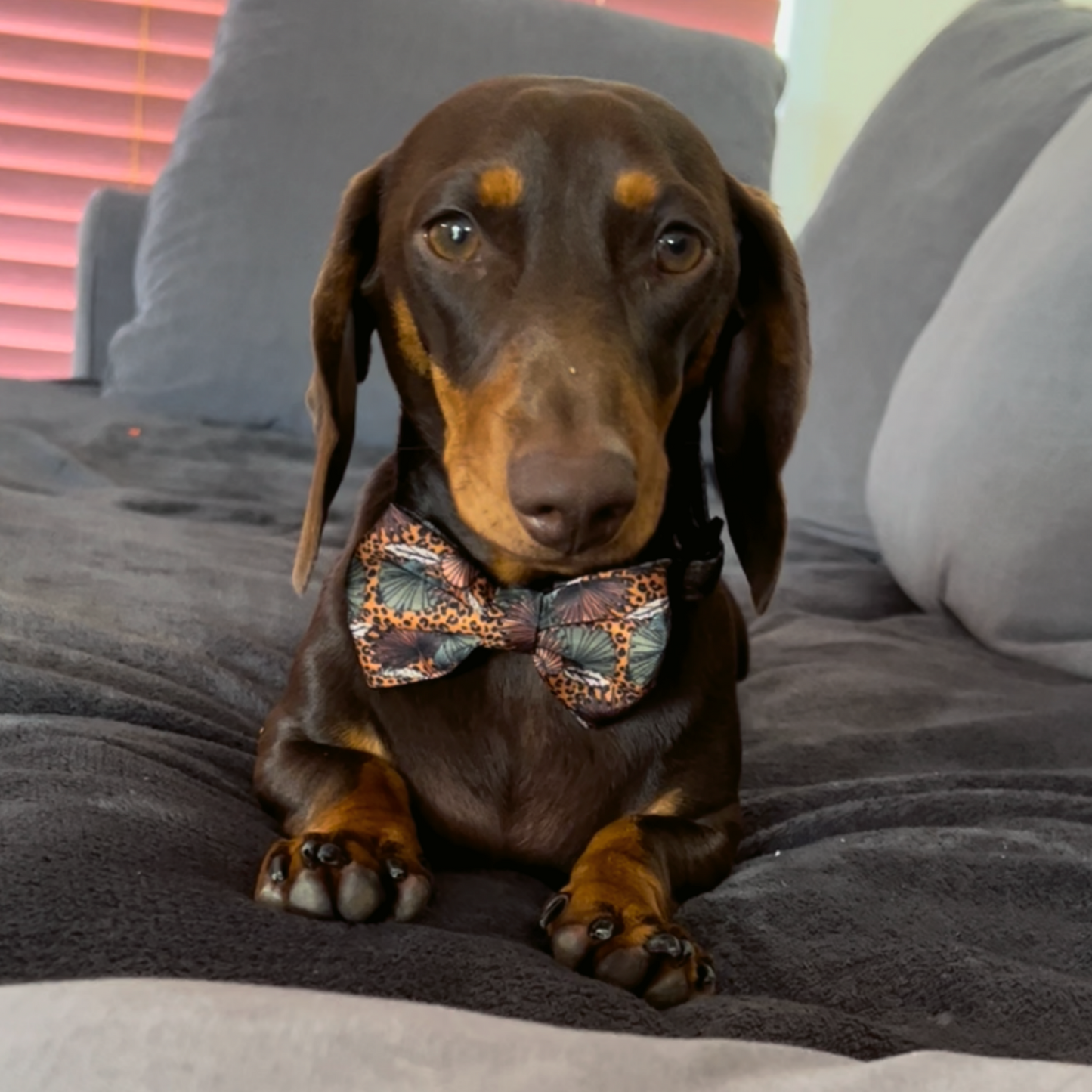 Jungle Fever 4 pce Collar Bundle