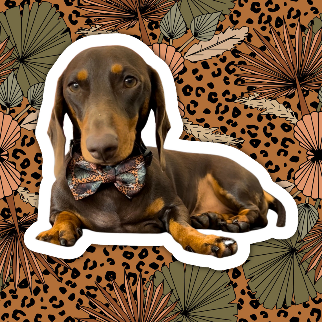 Jungle Fever Ultimate 6 pce Bundle