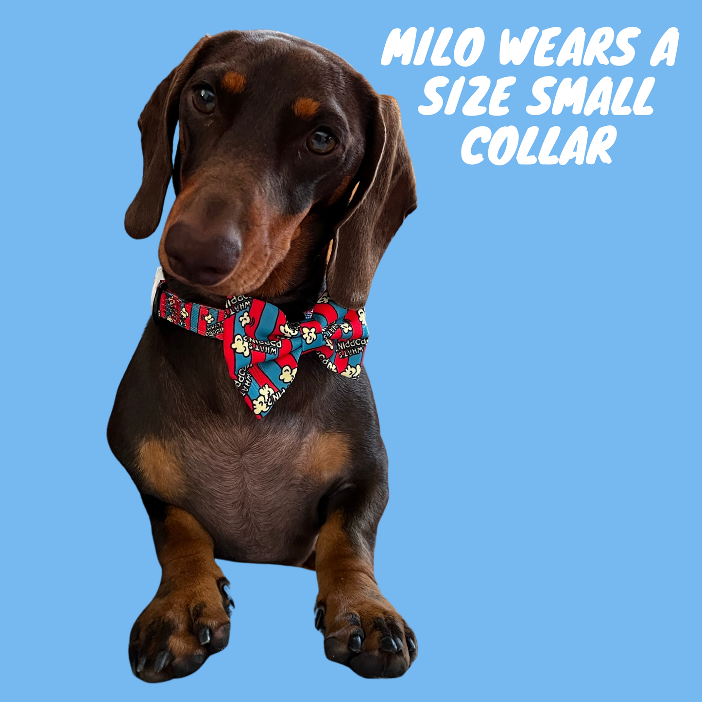 What's Poppin 4 pce Collar Bundle