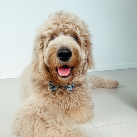 Crazy Beans 4 pce Collar Bundle