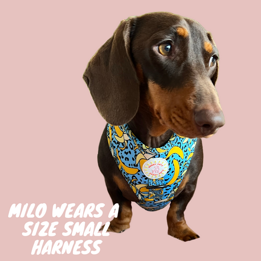 Bananorama Ultimate 6 pce Bundle