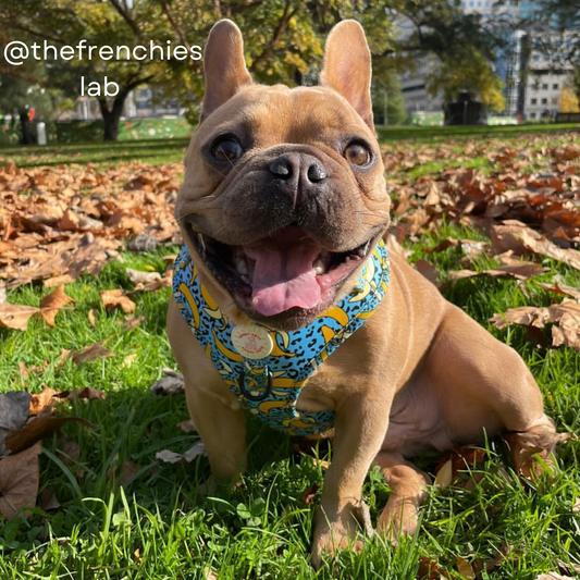 Bananorama 3 pce Harness Bundle