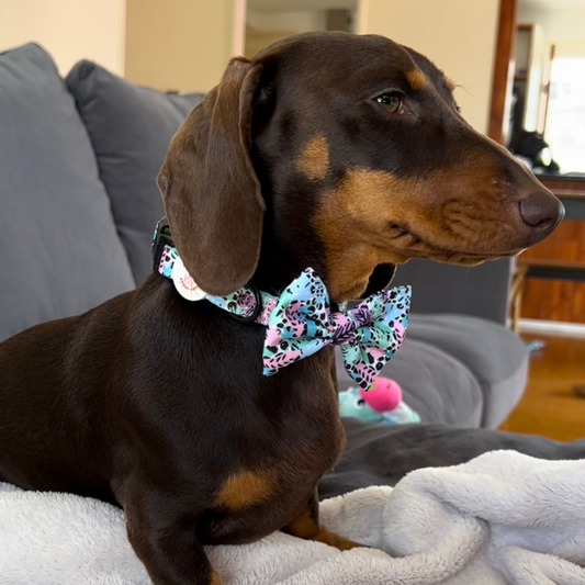 Neon Jungle 4 pce Collar Bundle