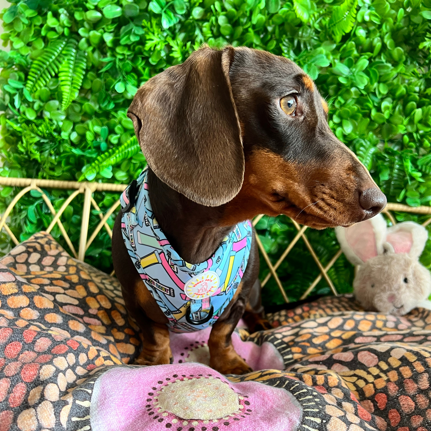 Ice Ice Baby Adjustable Dog Harness