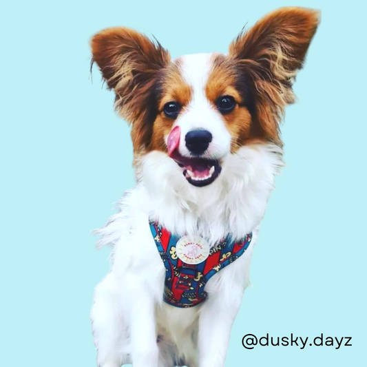 What's Poppin? Adjustable Dog Harness