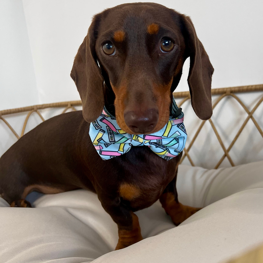 Ice Ice Baby 4 pce Collar Bundle