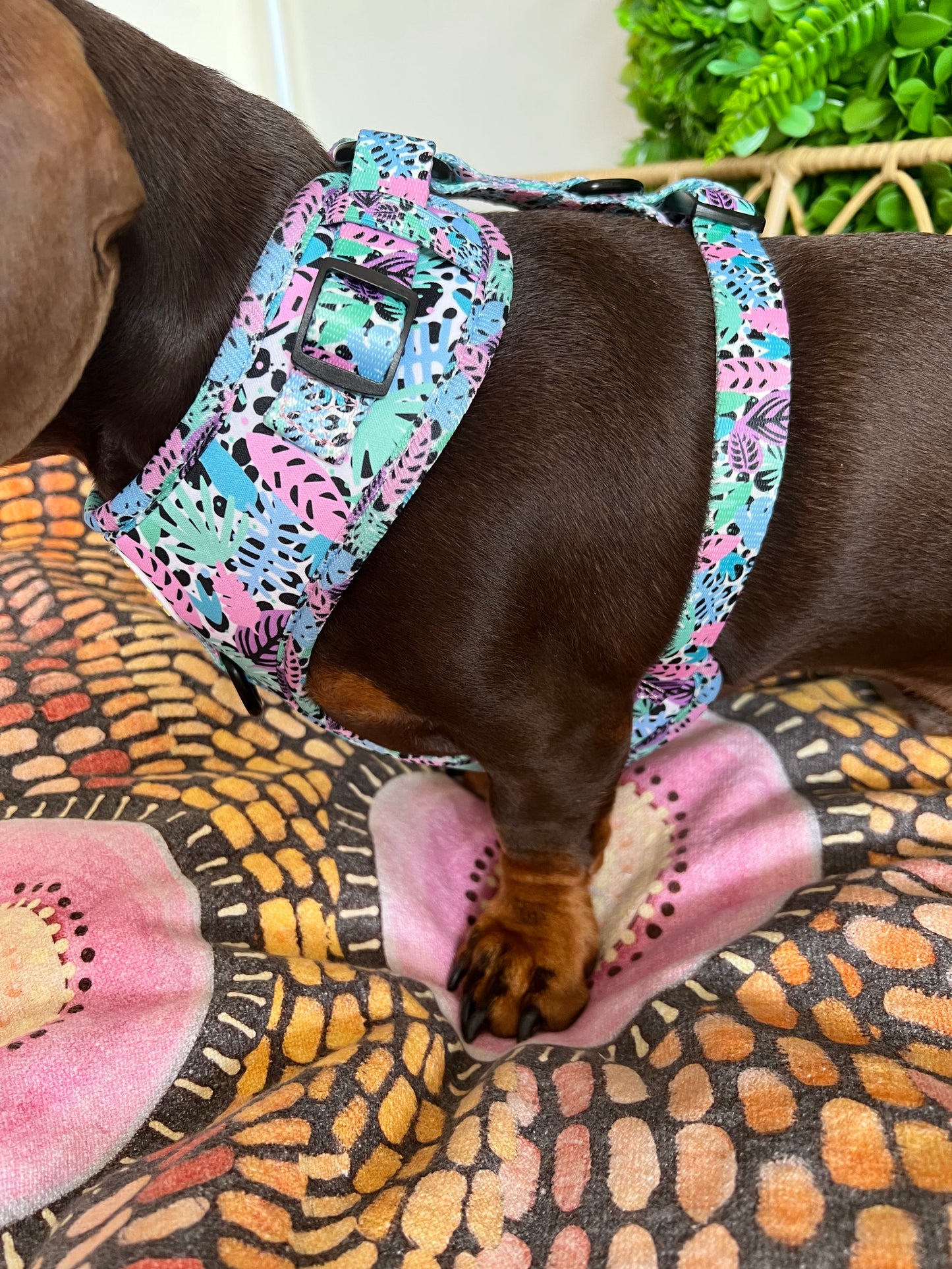 Neon Jungle Adjustable Dog Harness