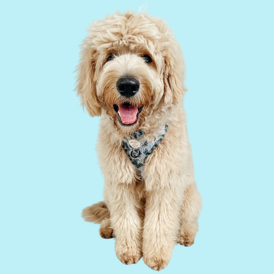 Crazy Beans Adjustable Dog Harness