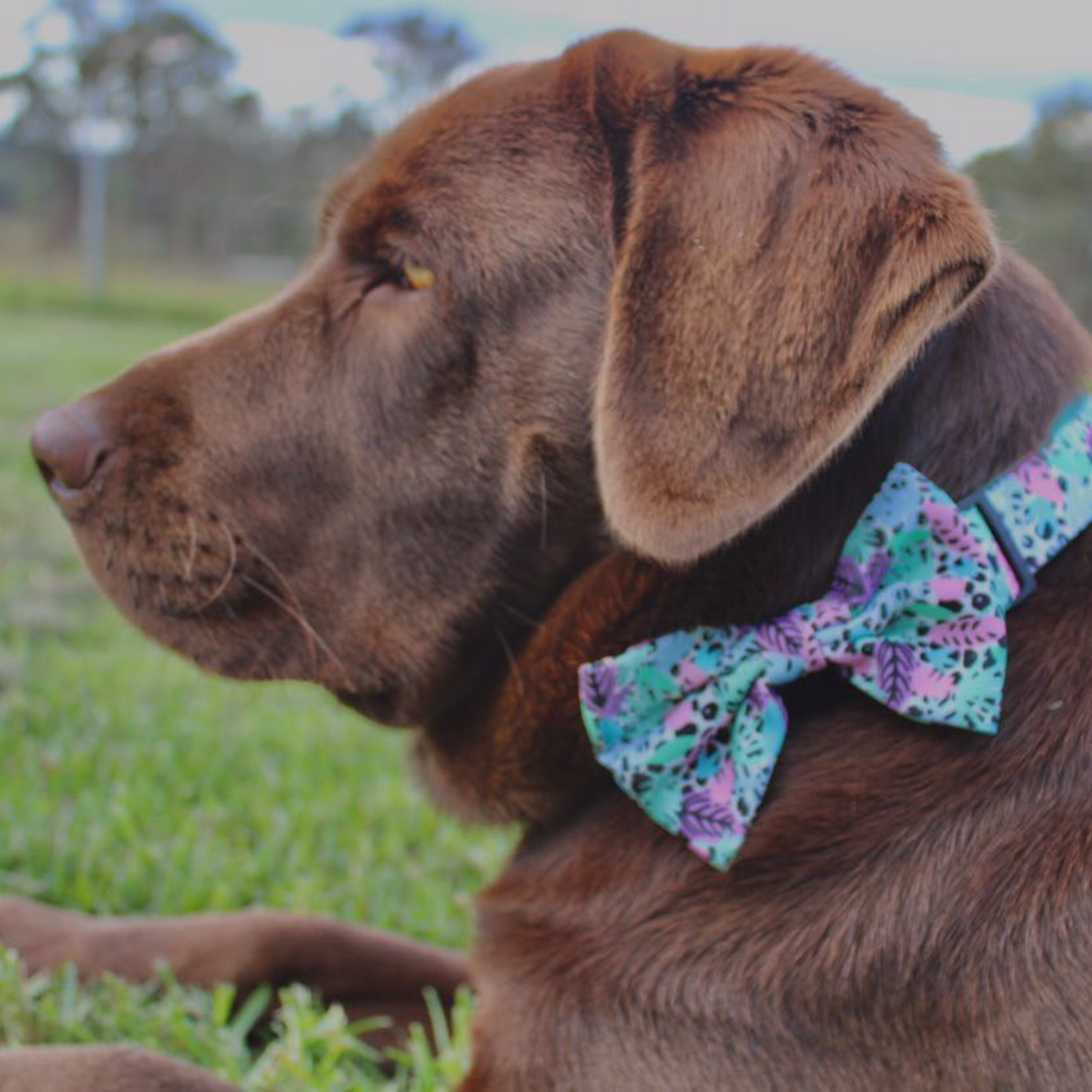 Neon Jungle 4 pce Collar Bundle