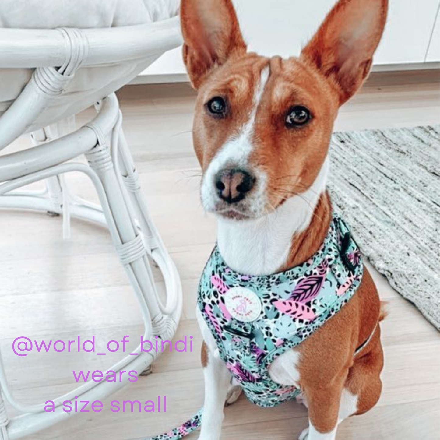 Neon Jungle 3 pce Harness Bundle