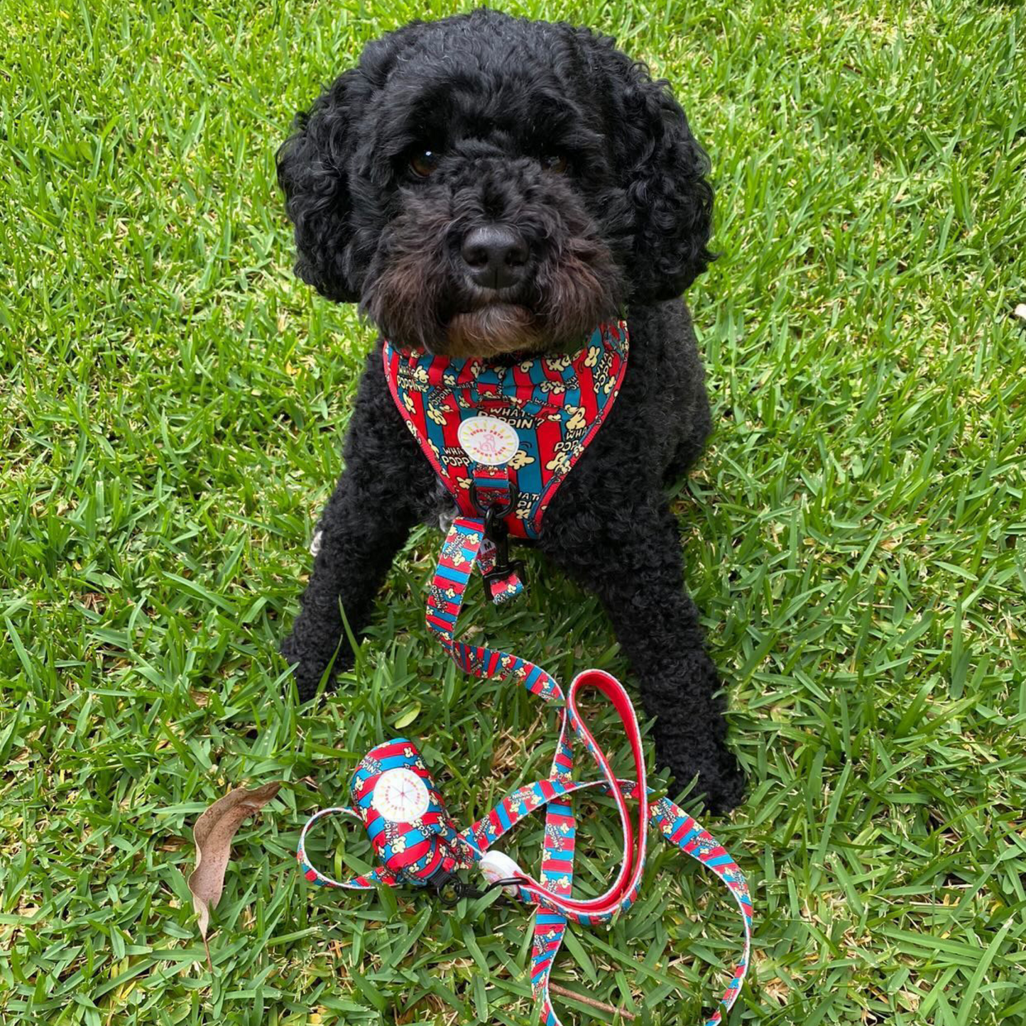 What's Poppin? Adjustable Dog Harness