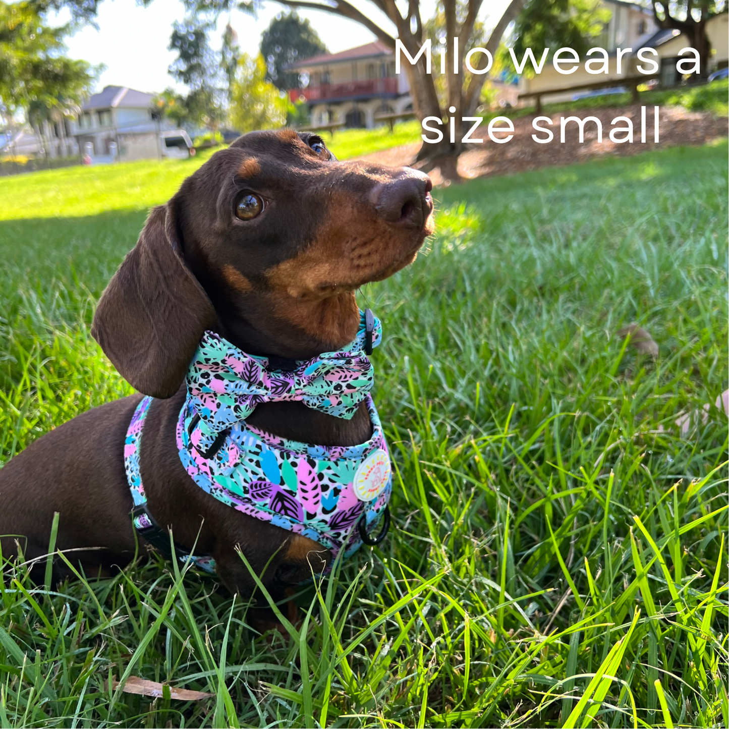 Neon Jungle Dog Collar