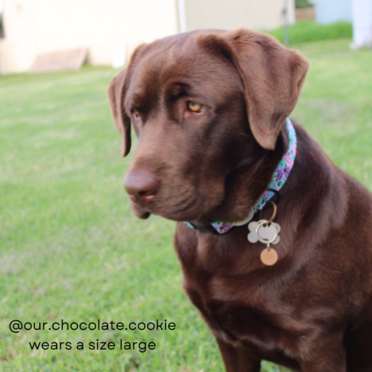 Neon Jungle Dog Collar