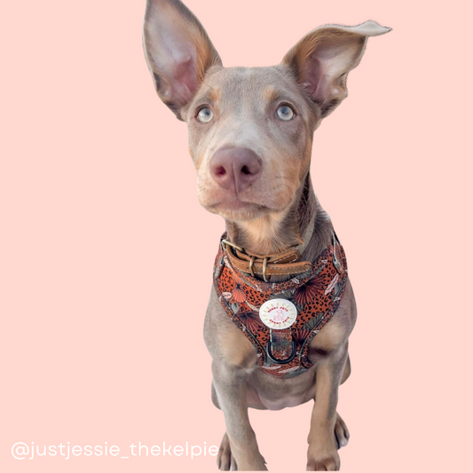 Jungle Fever 3 pce Harness Bundle