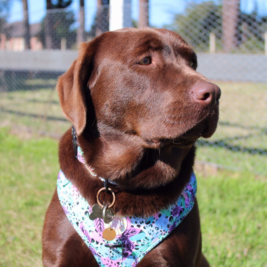 Neon Jungle Ultimate 6 pce Bundle