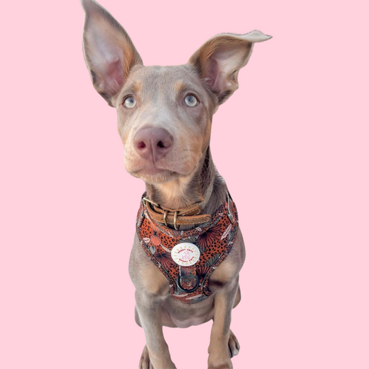 Jungle Fever Adjustable Dog Harness
