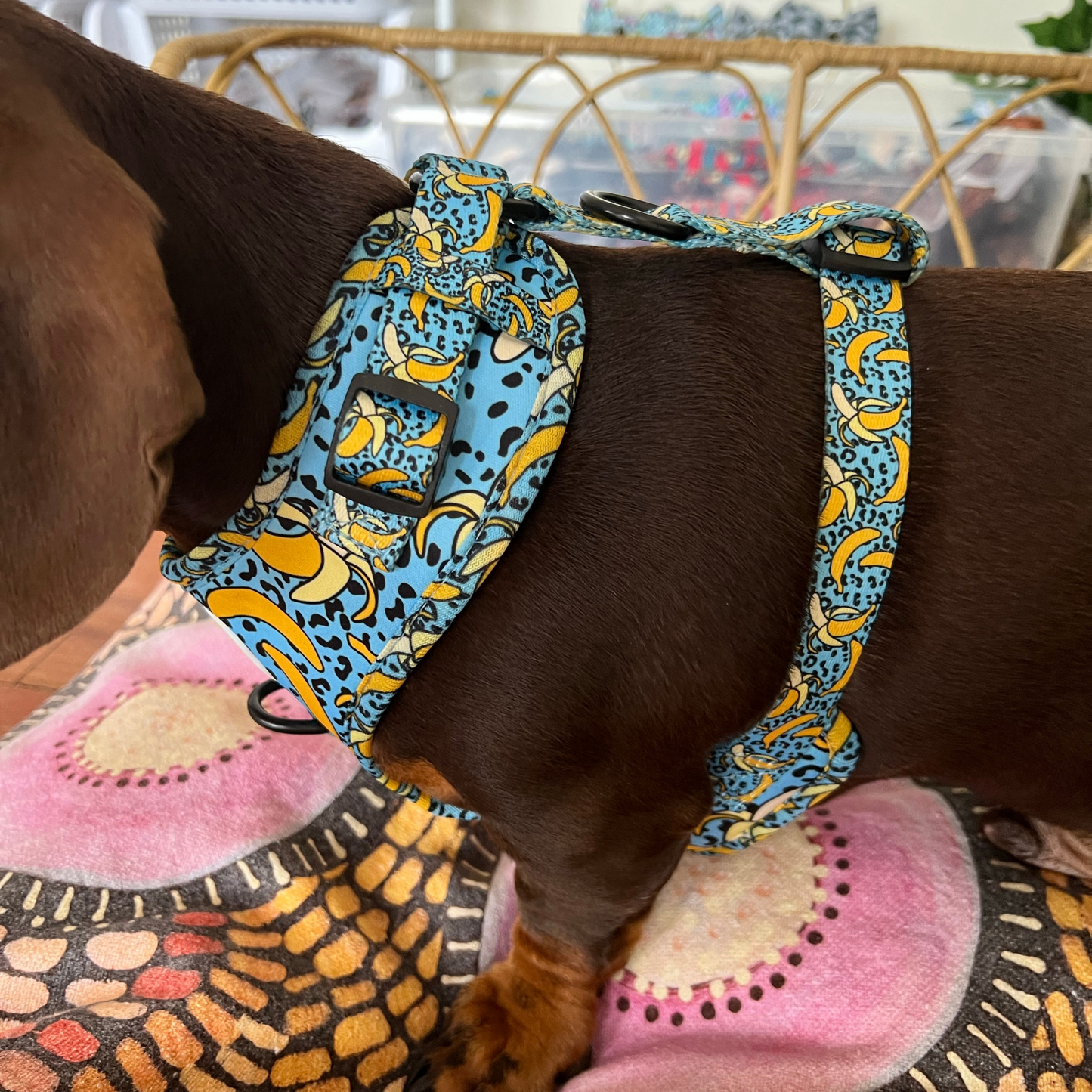 Bananorama 3 pce Harness Bundle