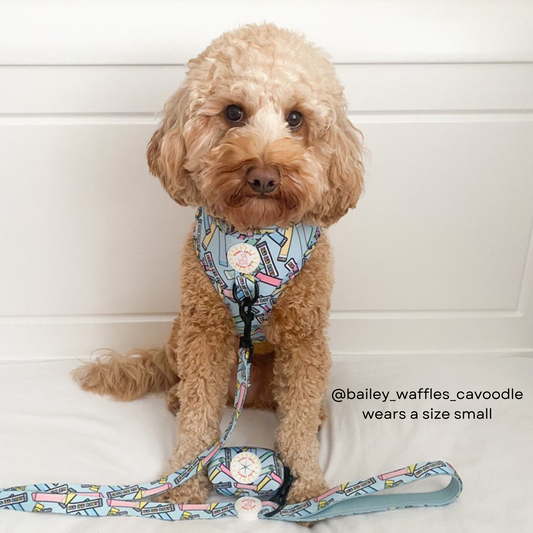 Ice Ice Baby Adjustable Dog Harness