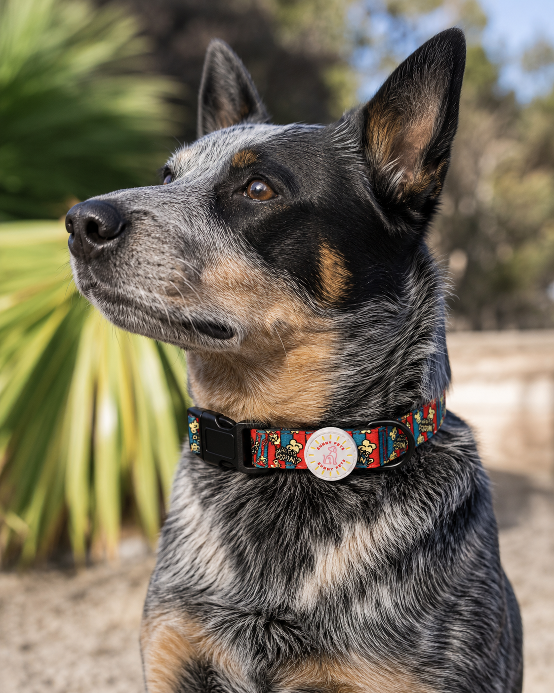 Collars