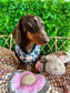 Crazy Beans Adjustable Dog Harness