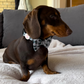 Crazy Beans 4 pce Collar Bundle