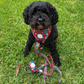 What's Poppin? Adjustable Dog Harness