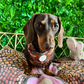Jungle Fever Adjustable Dog Harness