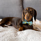 Bananorama 4 pce Collar Bundle